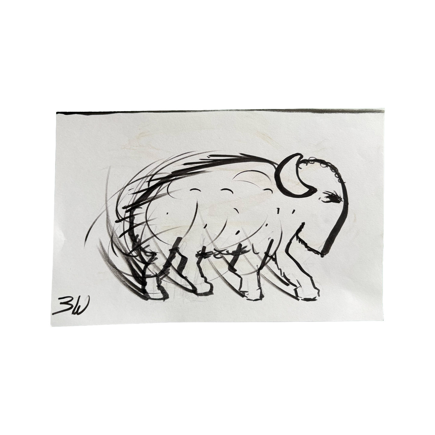 buffalo